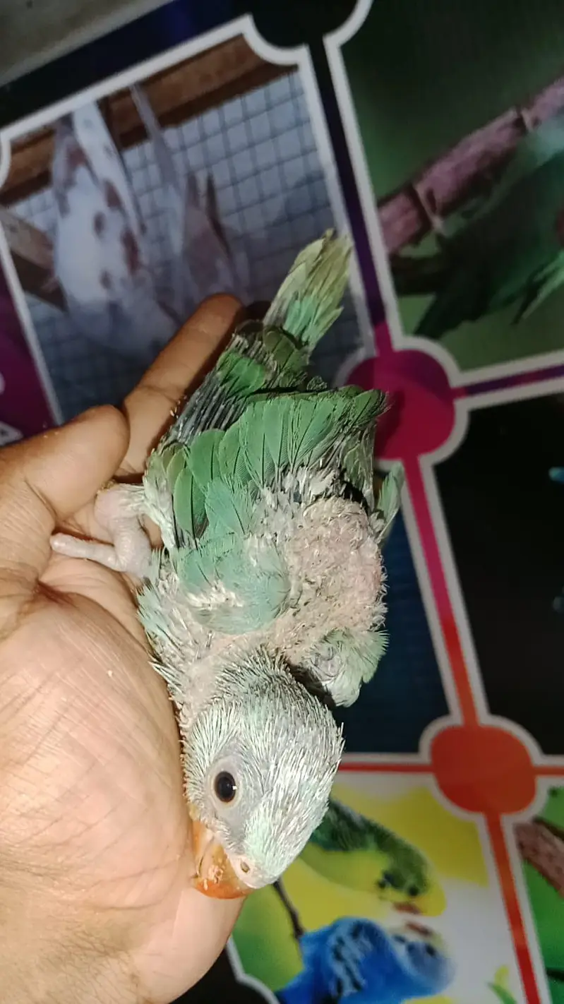 Lovebird java cocktail conure dove duck hens — photo 6