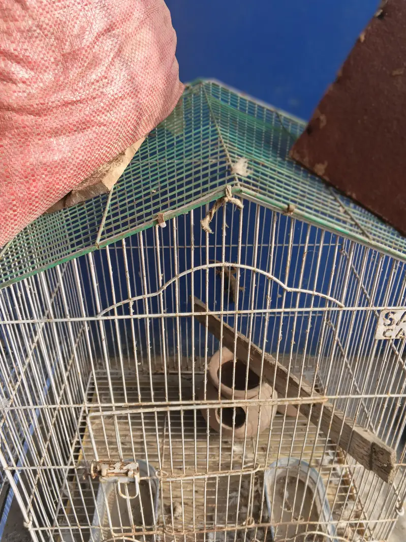 Birds cage — photo 3