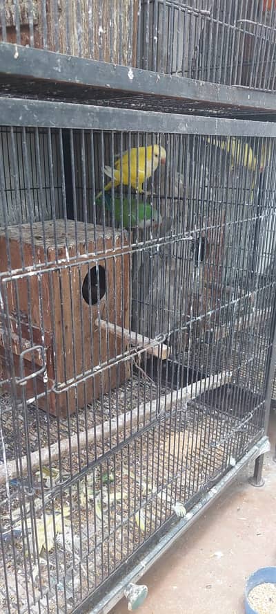 Ceges | birds cages for sale | pinjray | iron cage | portion cages