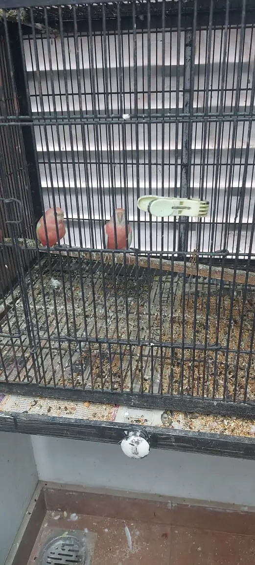 Ceges | birds cages for sale | pinjray | iron cage | portion cages — photo 2