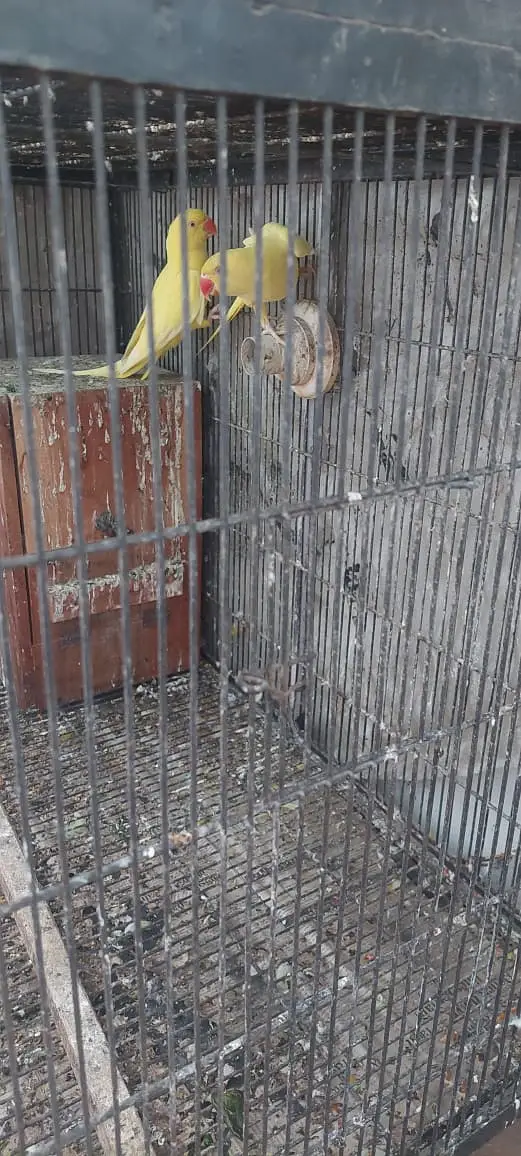 Ceges | birds cages for sale | pinjray | iron cage | portion cages — photo 3