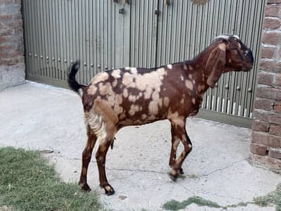 Goat for sale