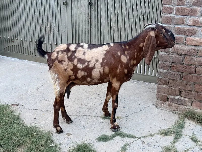 Goat for sale — photo 2