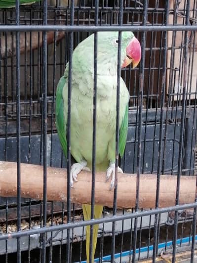 Raw breeder female