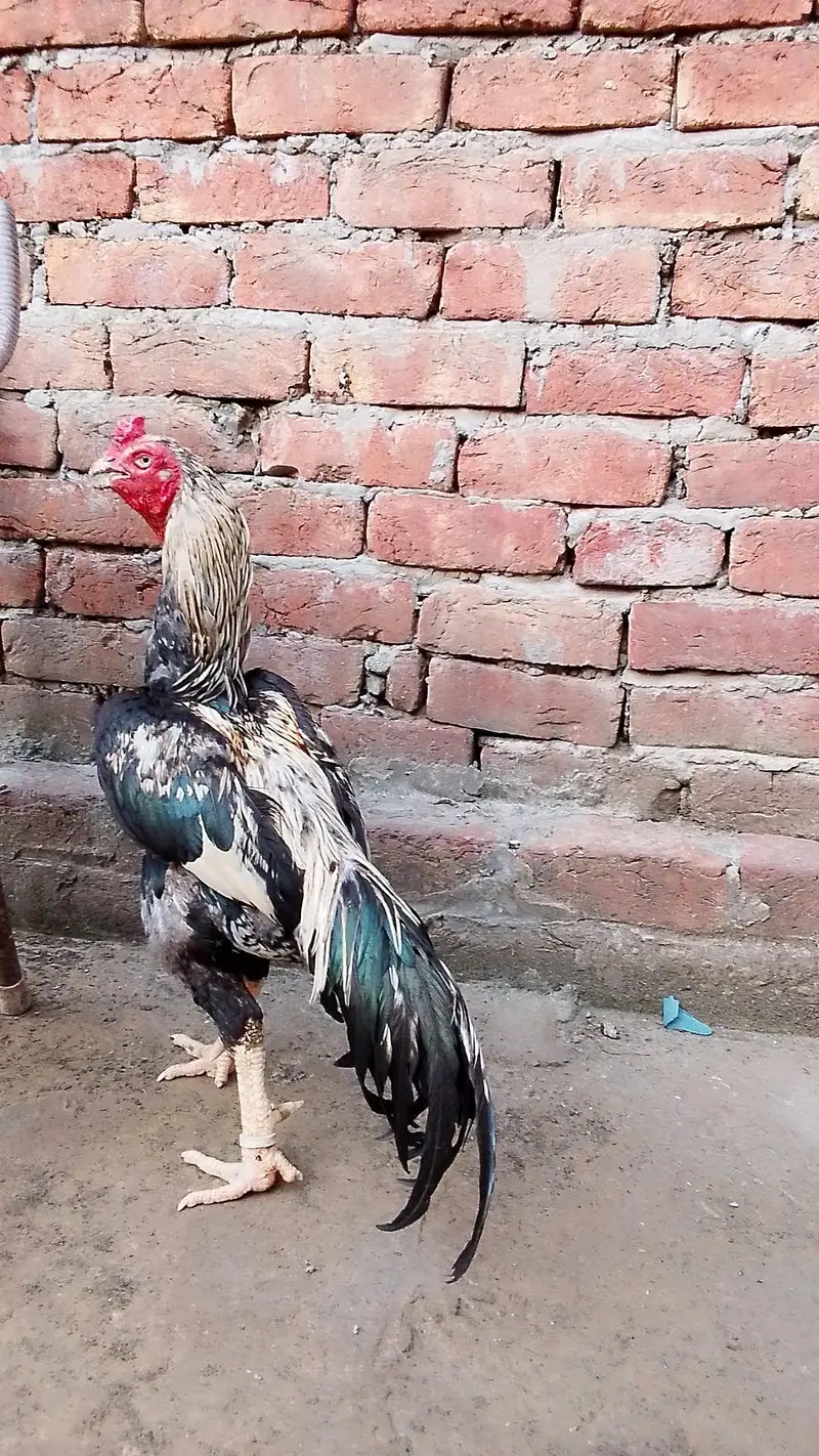 Pakistani aseel white eyes — photo 2