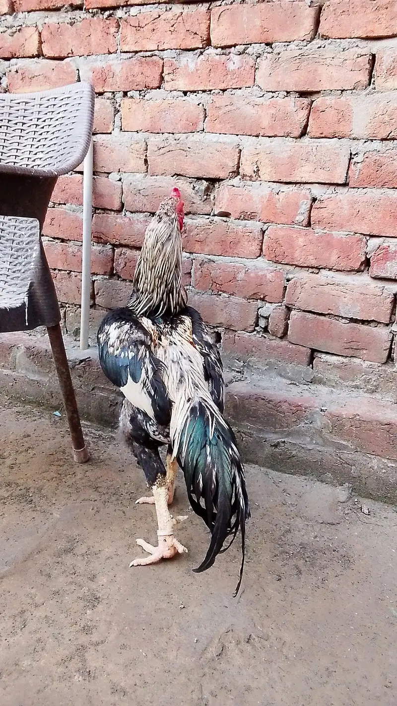Pakistani aseel white eyes — photo 3