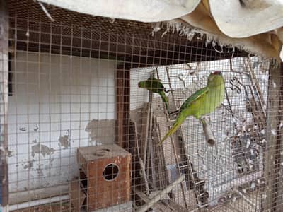 Breeding Ring neck parrot pair