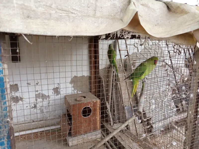 Breeding Ring neck parrot pair — photo 2
