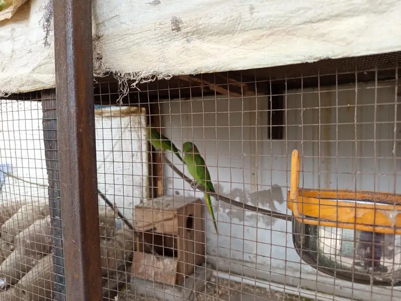 Breeding Ring neck parrot pair — photo 3