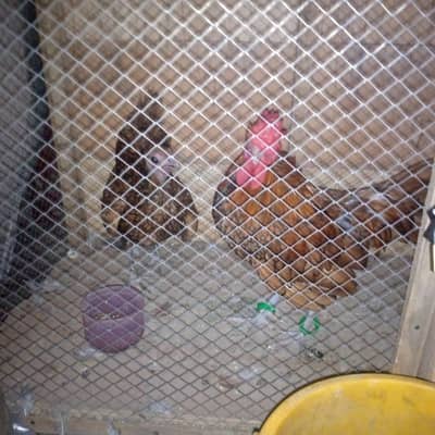 Real Bantam