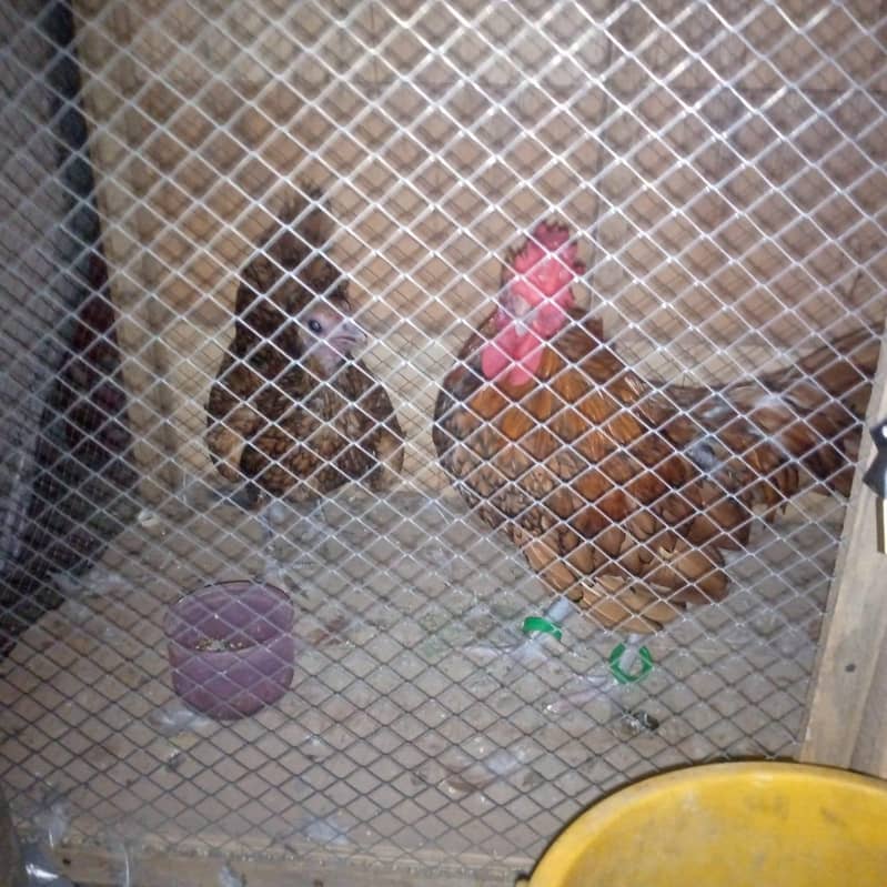 Real Bantam 0