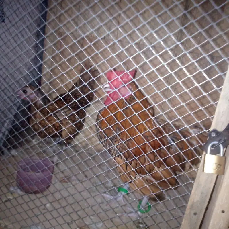 Real Bantam — photo 2