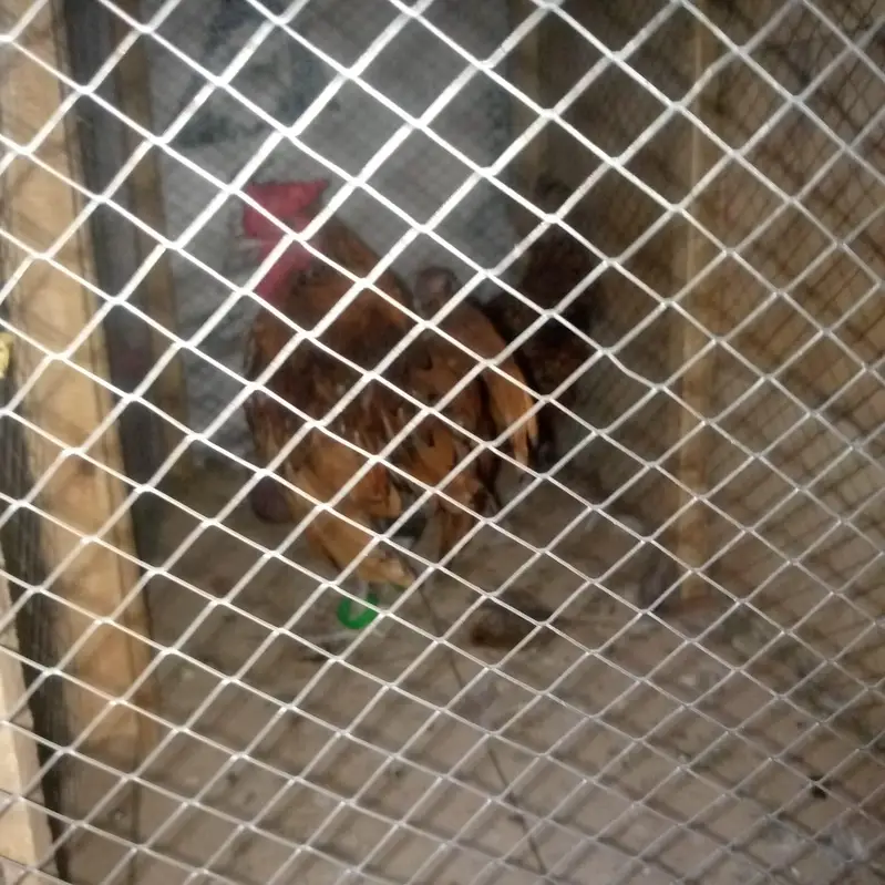 Real Bantam — photo 3