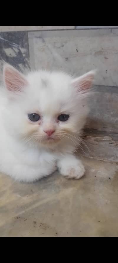 White Persian kitten