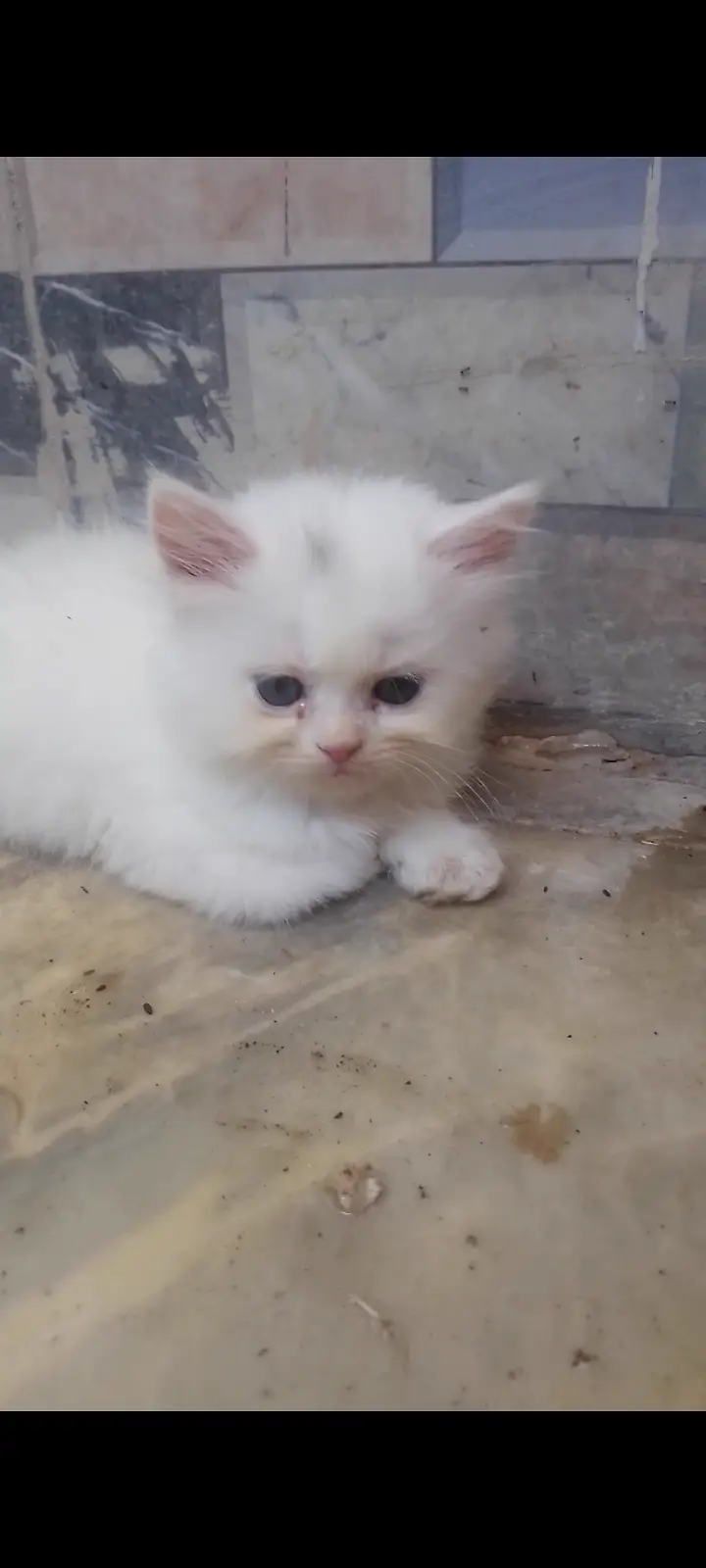White Persian kitten — photo 2