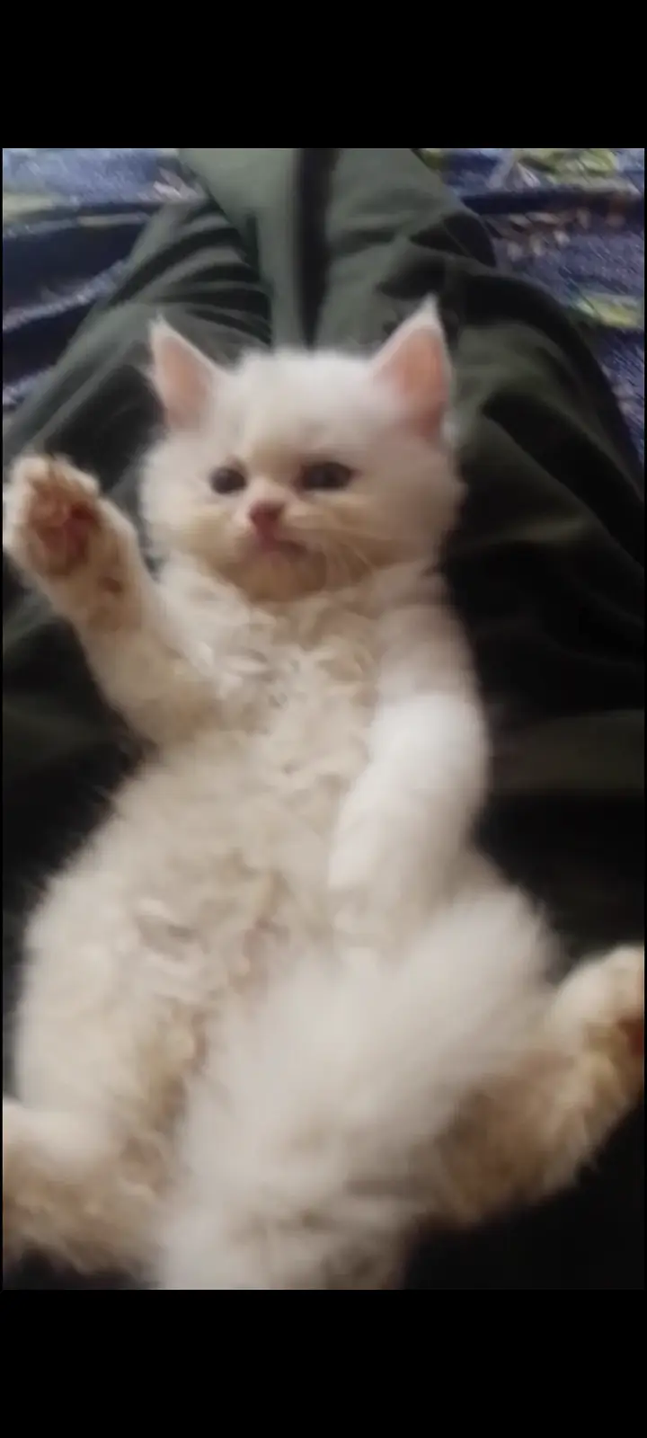 White Persian kitten — photo 3
