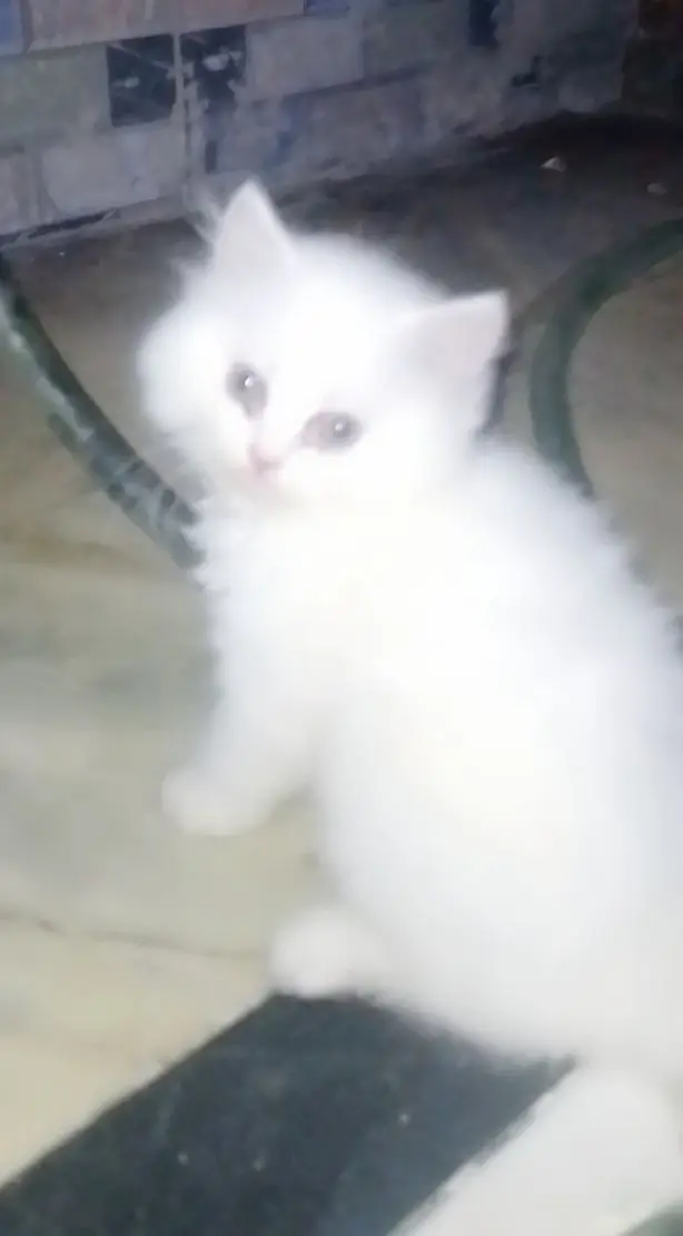White Persian kitten — photo 4