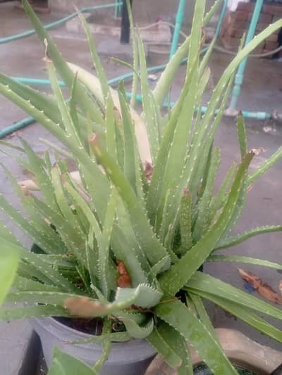 aloe vera plants 30 rupees