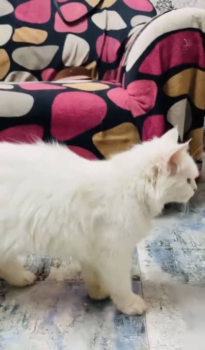 Persian Adult Cat Triple Coated Available