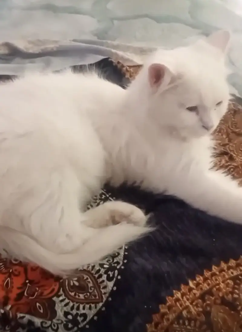 Persian Adult Cat Triple Coated Available — photo 2