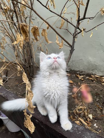 Kitten for sale