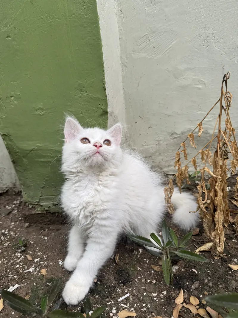 Kitten for sale — photo 2
