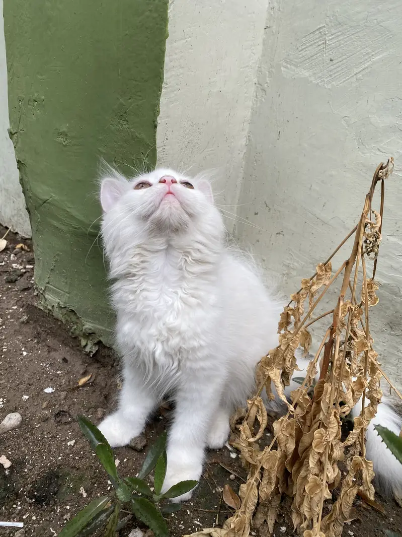 Kitten for sale — photo 3