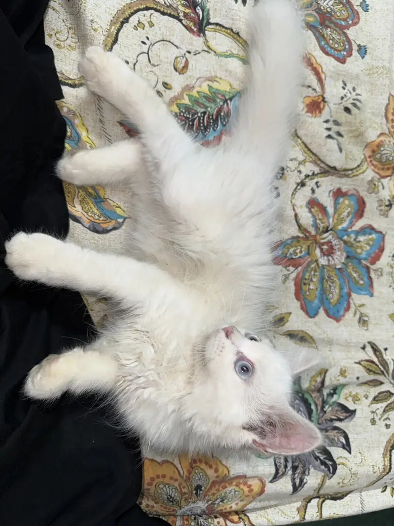 Kitten for sale — photo 4