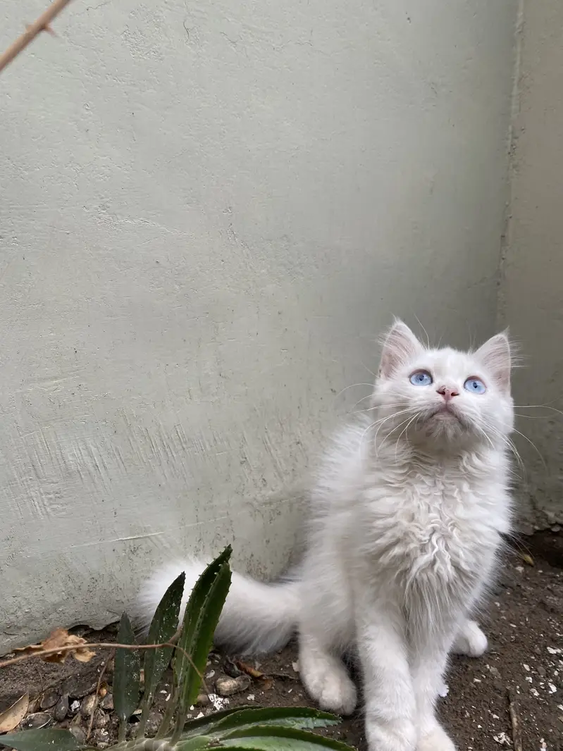 Kitten for sale — photo 5