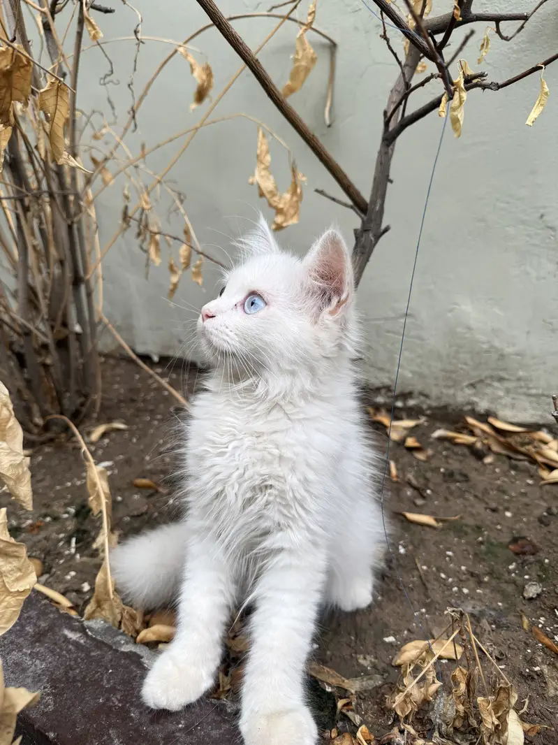 Kitten for sale — photo 6