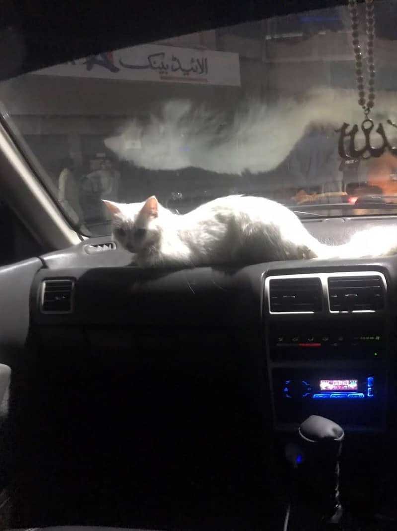 Cat Persian 0
