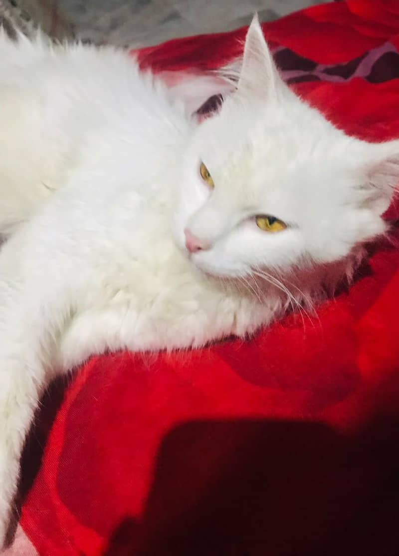 Cat Persian 1