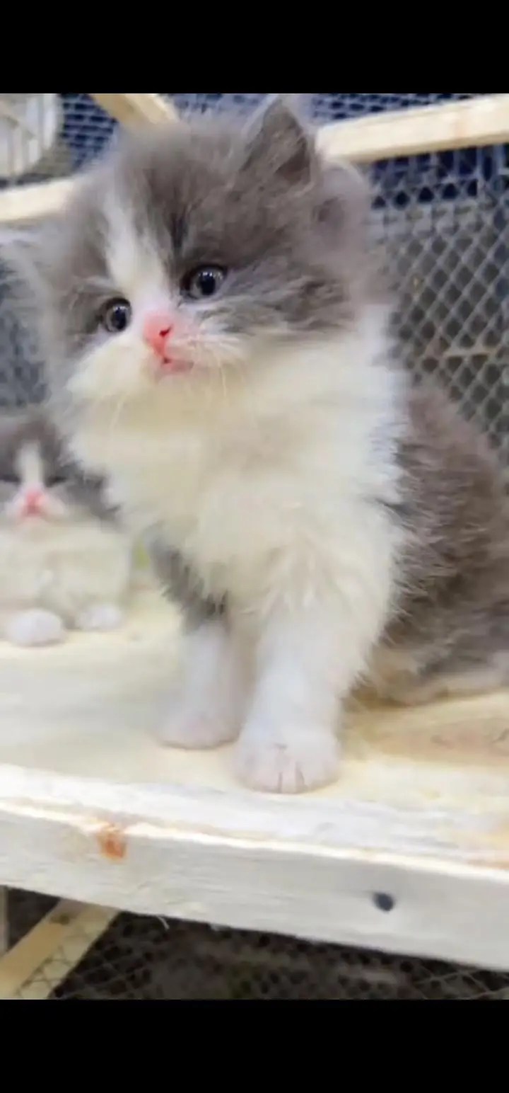 Quality Persian Punch face cat & kittens 03495425573 WhatsApp — photo 2