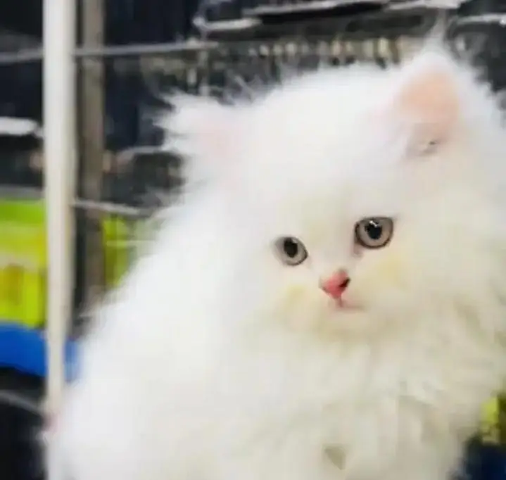 (Persian female kitten) (for sale all) (Pakistan delivery available) — photo 2