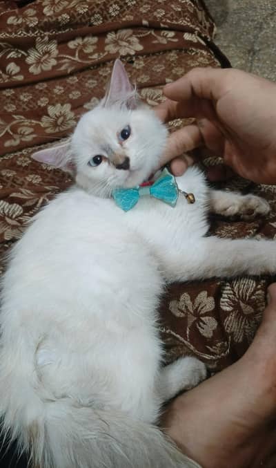 Himalayan kitten for sale