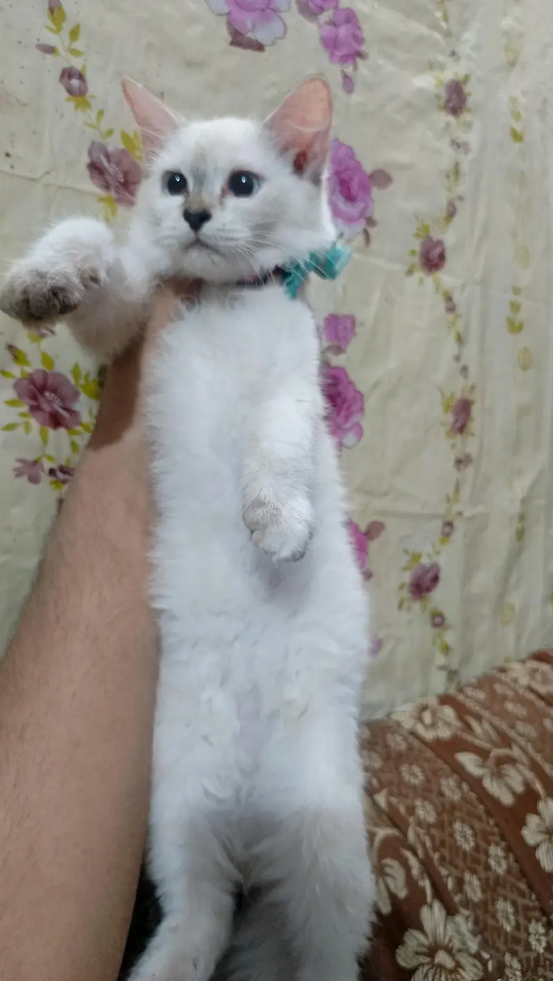 Himalayan kitten for sale — photo 2