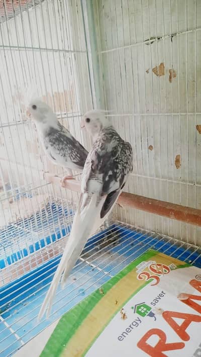 Eno Pearl Pied Pair