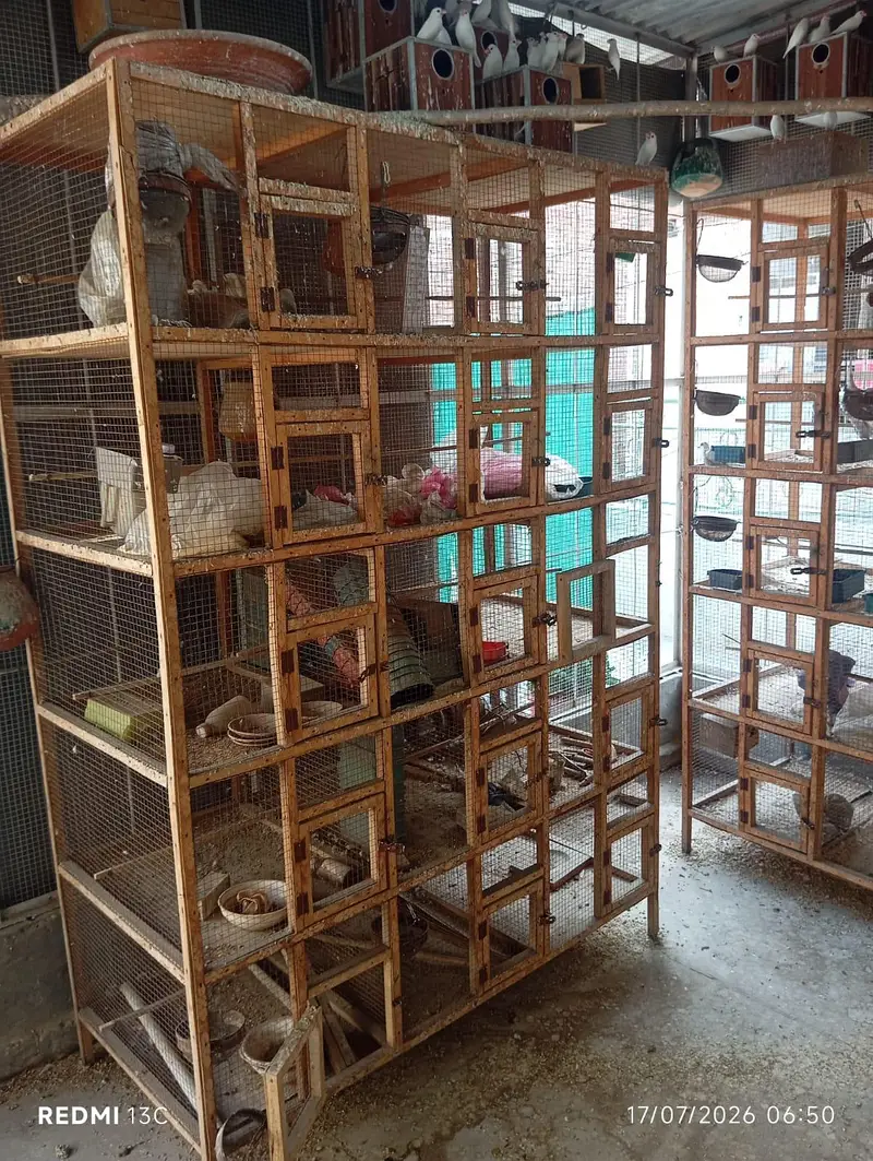 finch cage pinjra — photo 2