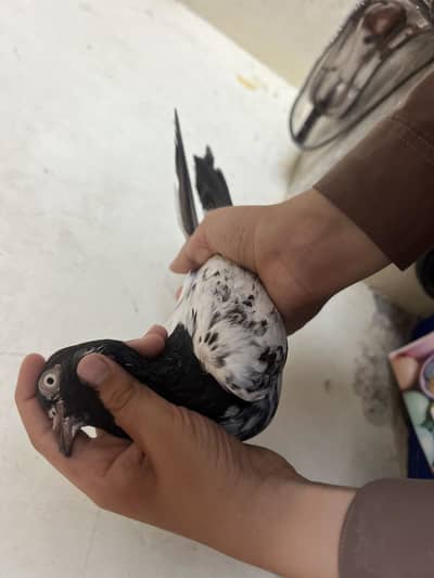 mix pegeon all types availble