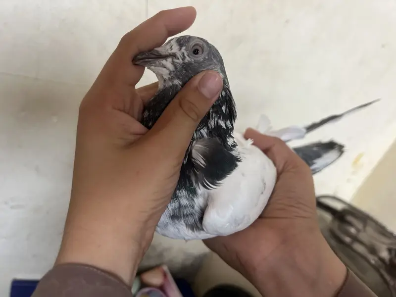 mix pegeon all types availble — photo 2