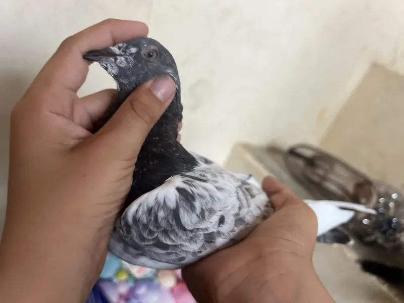 mix pegeon all types availble — photo 3