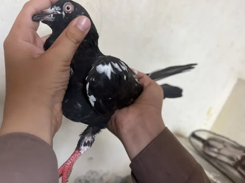 mix pegeon all types availble — photo 6