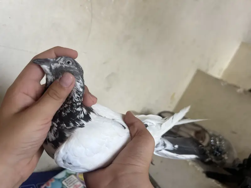mix pegeon all types availble — photo 7