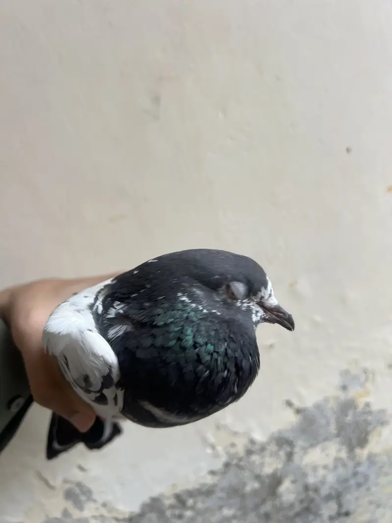 mix pegeon all types availble — photo 9