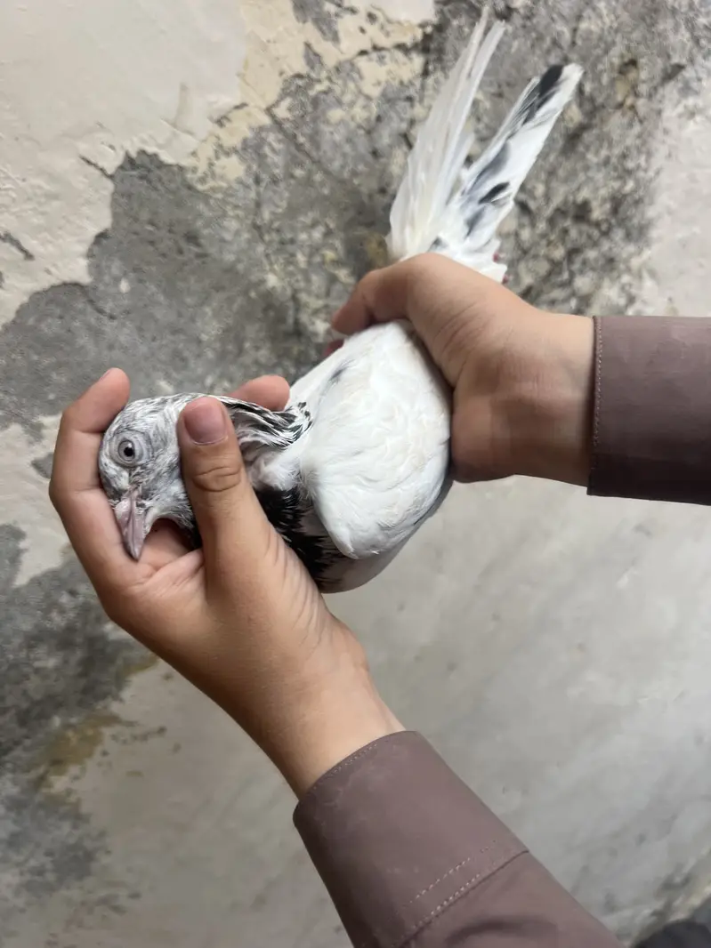 mix pegeon all types availble — photo 10