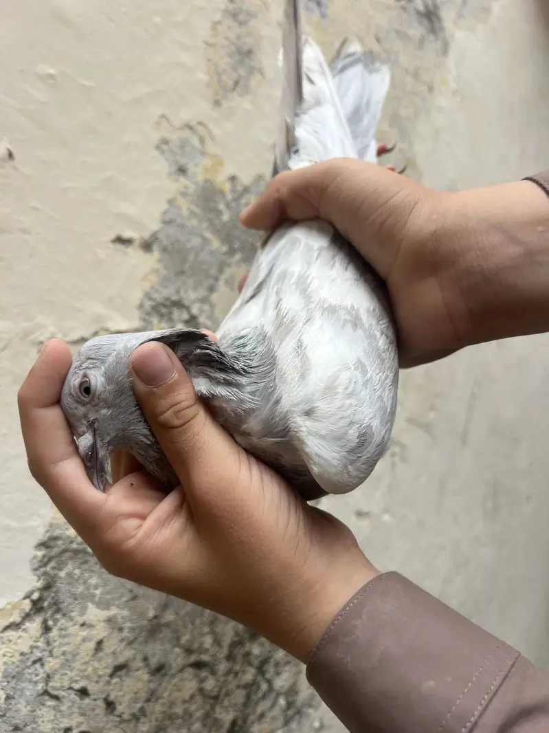 mix pegeon all types availble — photo 11