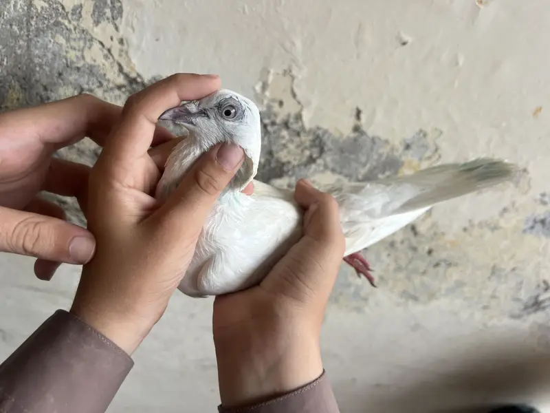 mix pegeon all types availble — photo 12