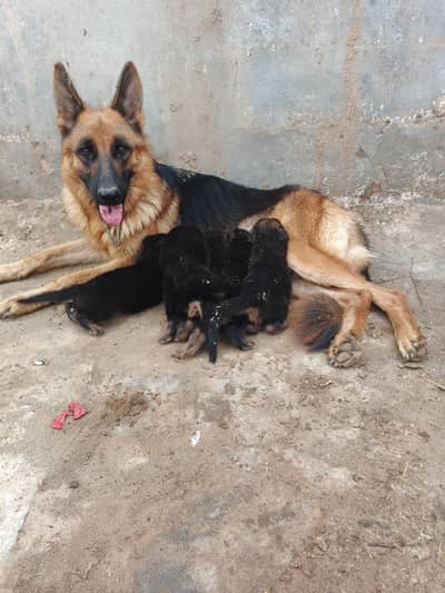 German shepherd dog, German shepherd puppies,