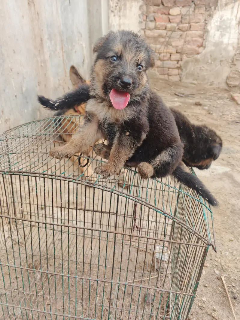 German shepherd dog, German shepherd puppies, — photo 2