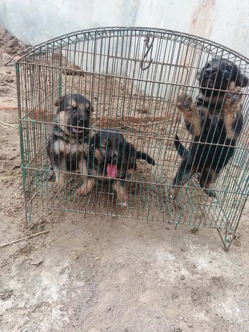 German shepherd dog, German shepherd puppies, — photo 3